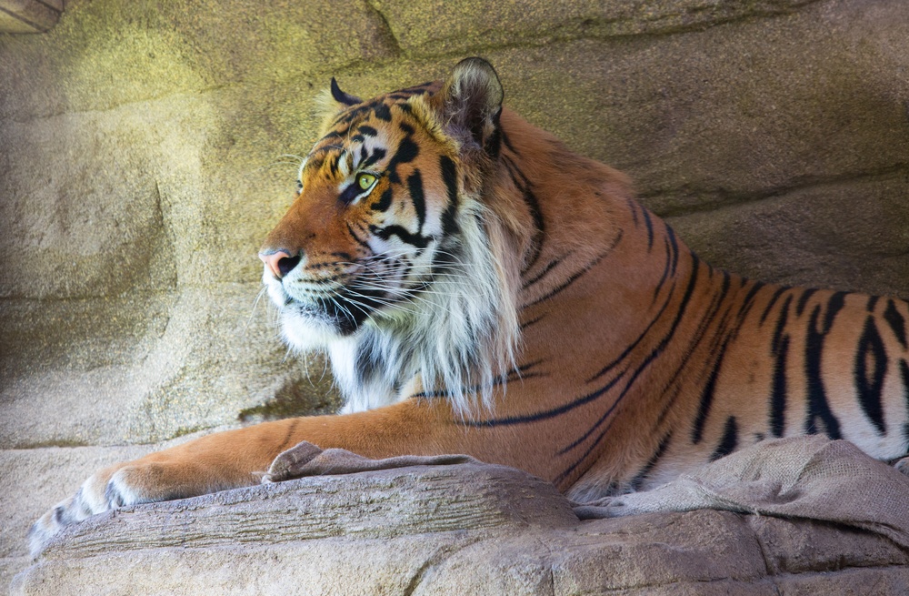 London zoo tiger