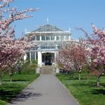 spring flowers in London kew gardens