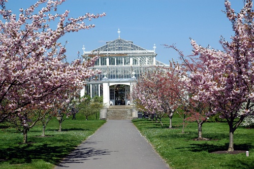 spring flowers in London kew gardens