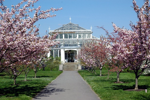 spring flowers in London kew gardens