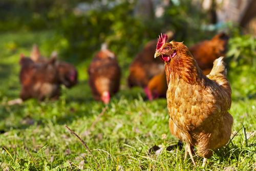 Chickens urban farm